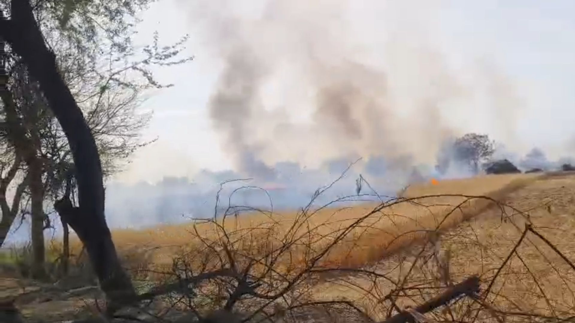 महोबा में बिजली विभाग की लापरवाही, देखते ही देखते गेहूं की फसल खाक